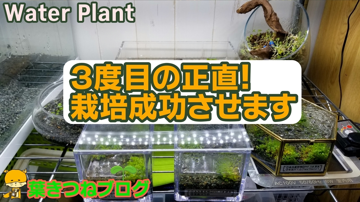 水草の栽培実験 キューバパールグラス編 第３回経過報告書 葉きつねブログ