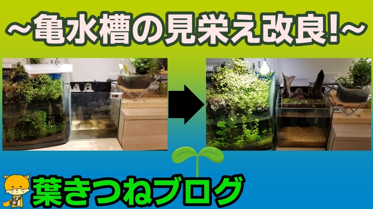 100円ショップ材料で亀水槽の水上に緑地自作 葉きつねブログ