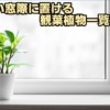 明るい窓際に置く観葉植物一覧4