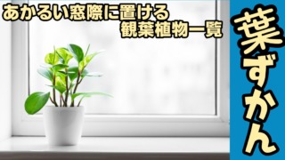 明るい窓際に置く観葉植物一覧4